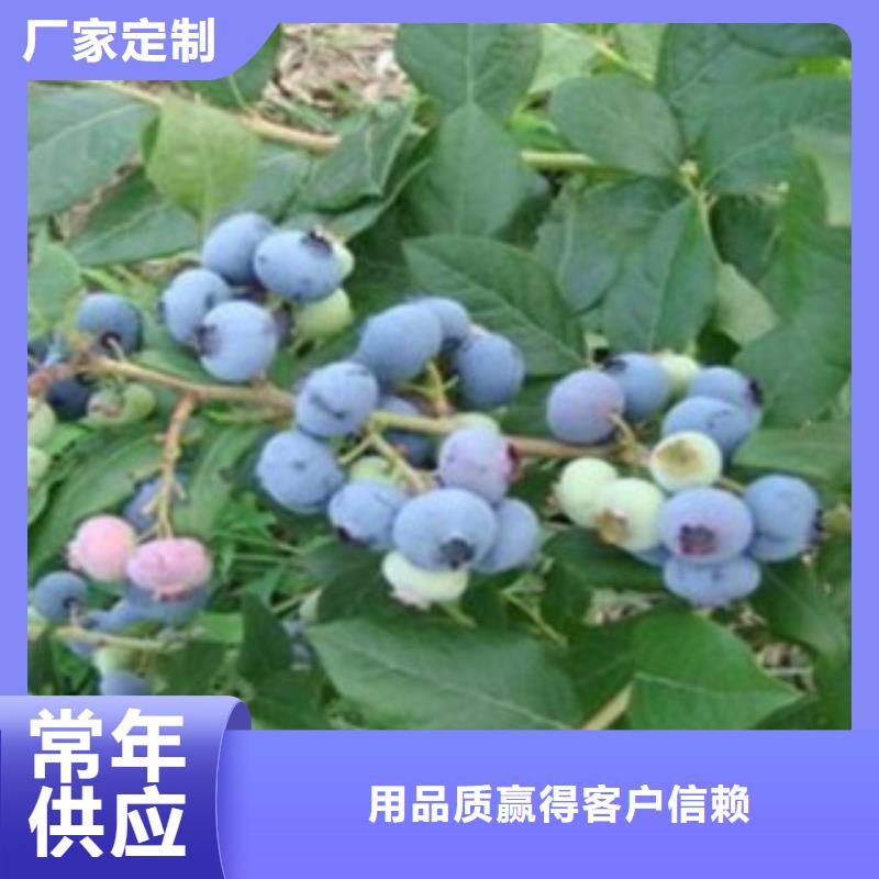 蓝莓苗货到付款厂家