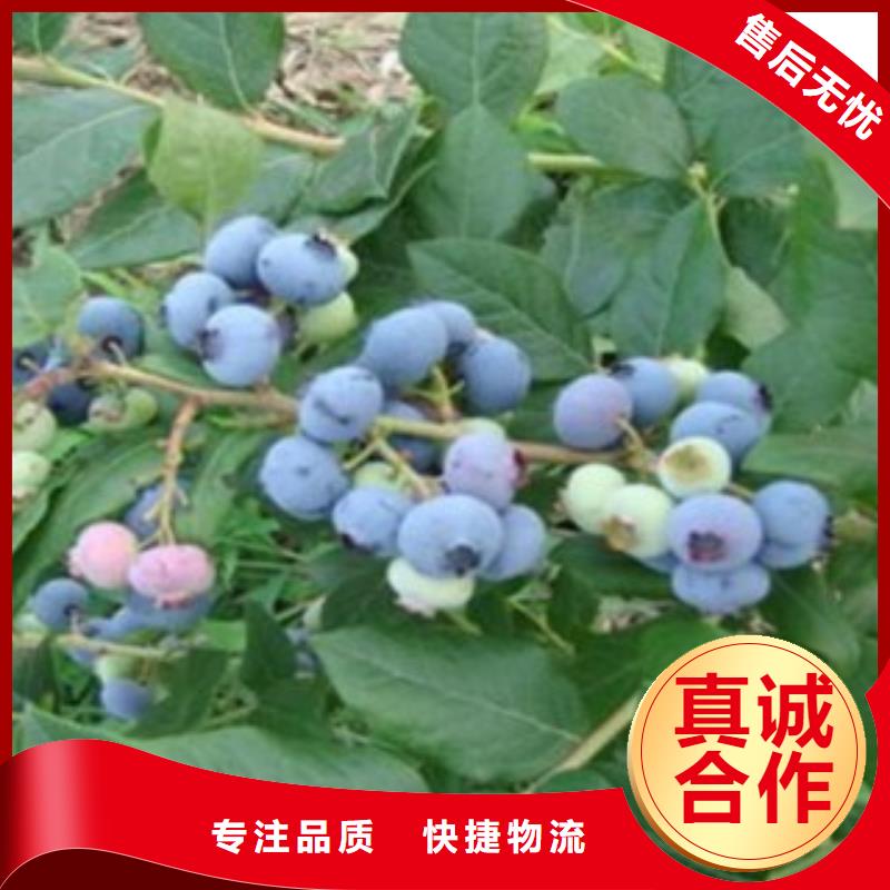 藍莓苗優質之選