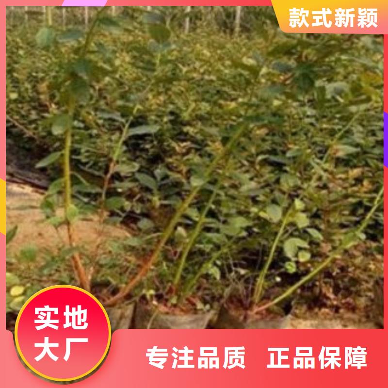 專業銷售藍莓苗-放心