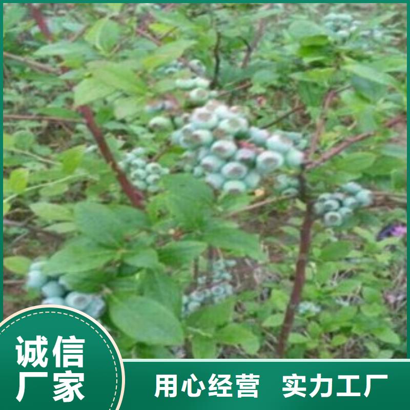 质量优的蓝莓苗生产厂家