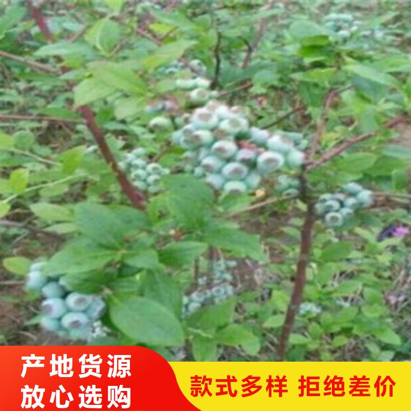 薄雾蓝莓苗【关键词2