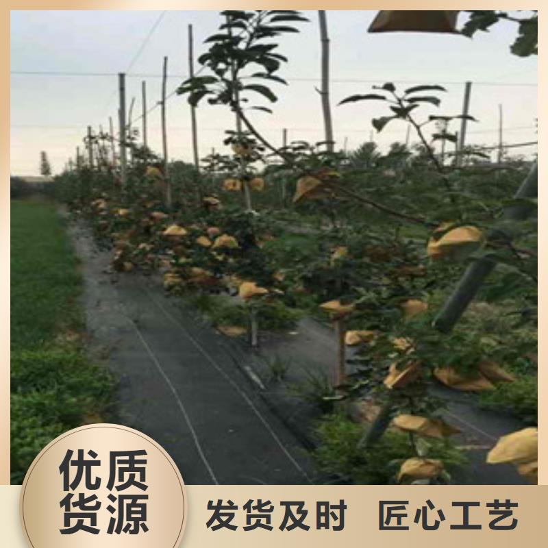 苹果苗品质经得起考验