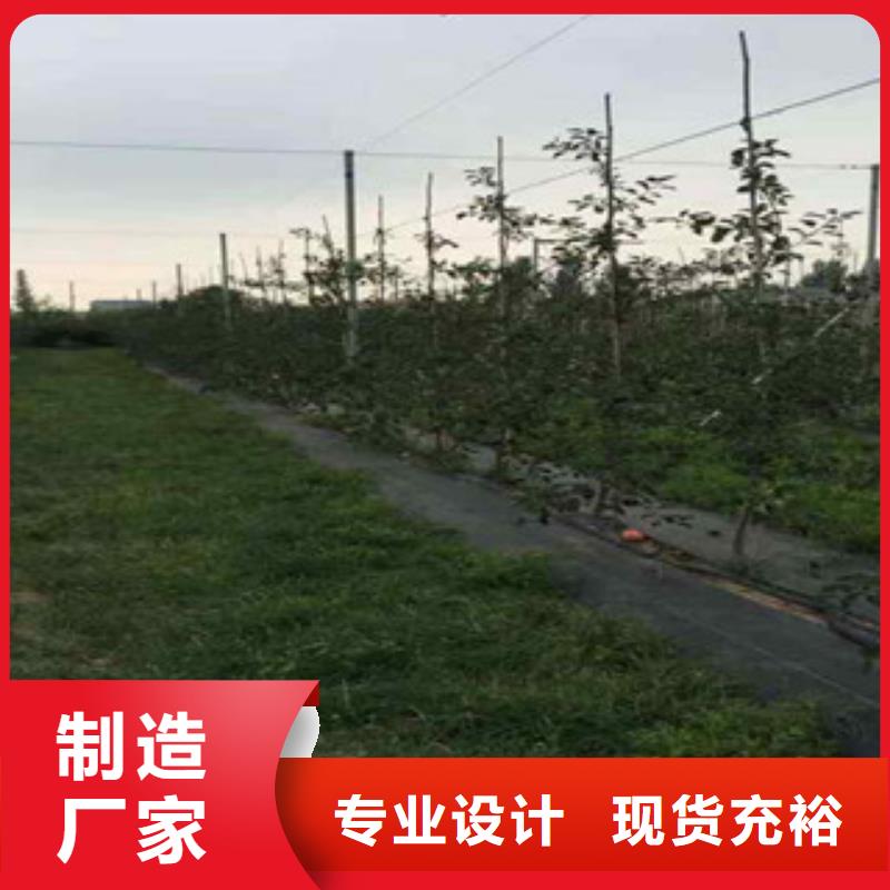 当地苹果苗生产厂商