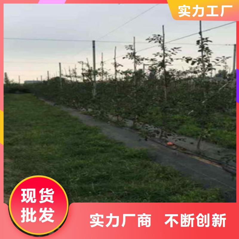 苹果苗实力大厂家