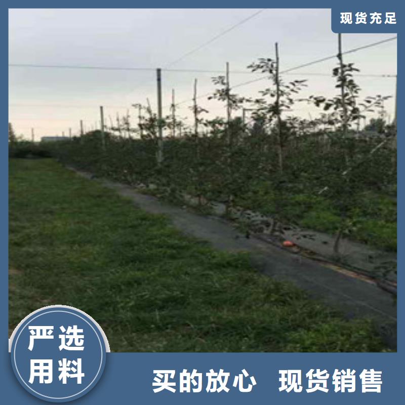 苹果苗型号齐全