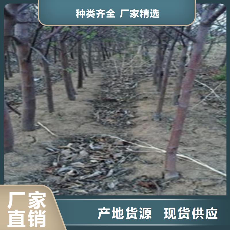 苹果苗厂家直供苹果苗价格