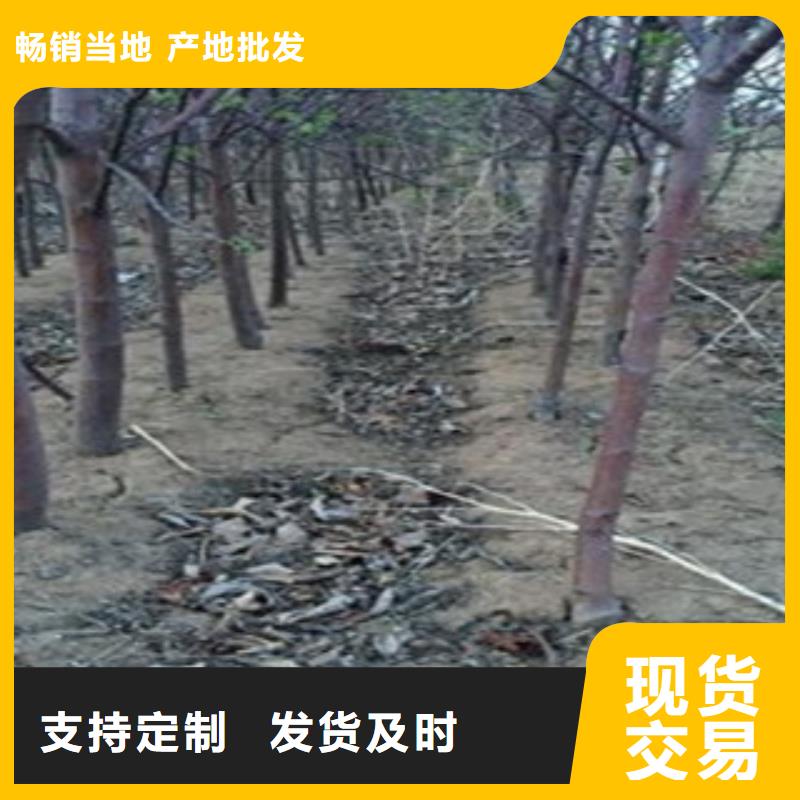 苹果苗本地厂家放心购买