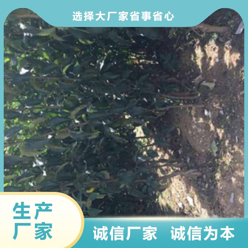 苹果苗-专注苹果苗十多年