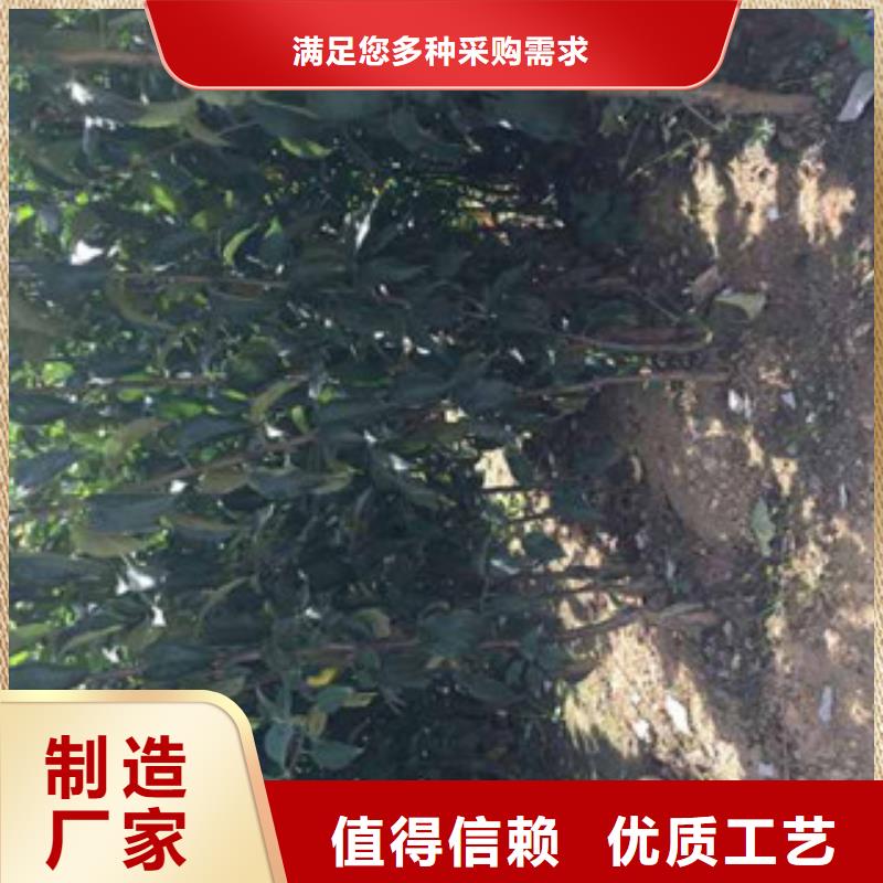 烟富3号苹果树苗园艺场