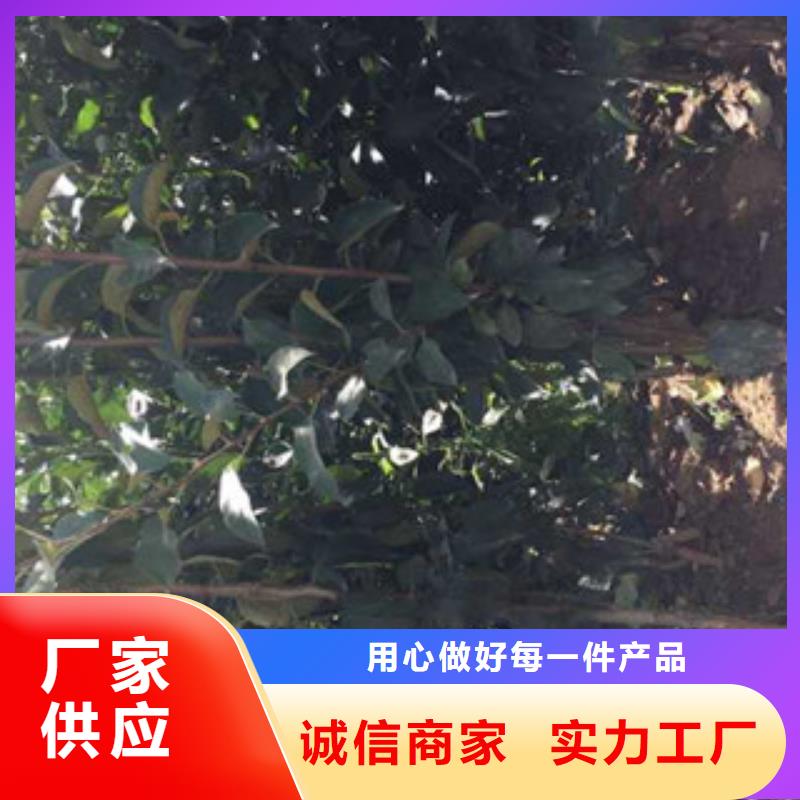 甄选：苹果苗供货商