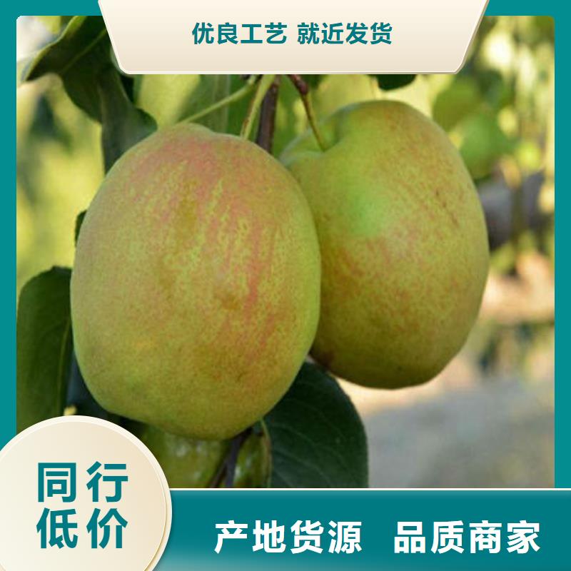 梨樹苗可按需定做