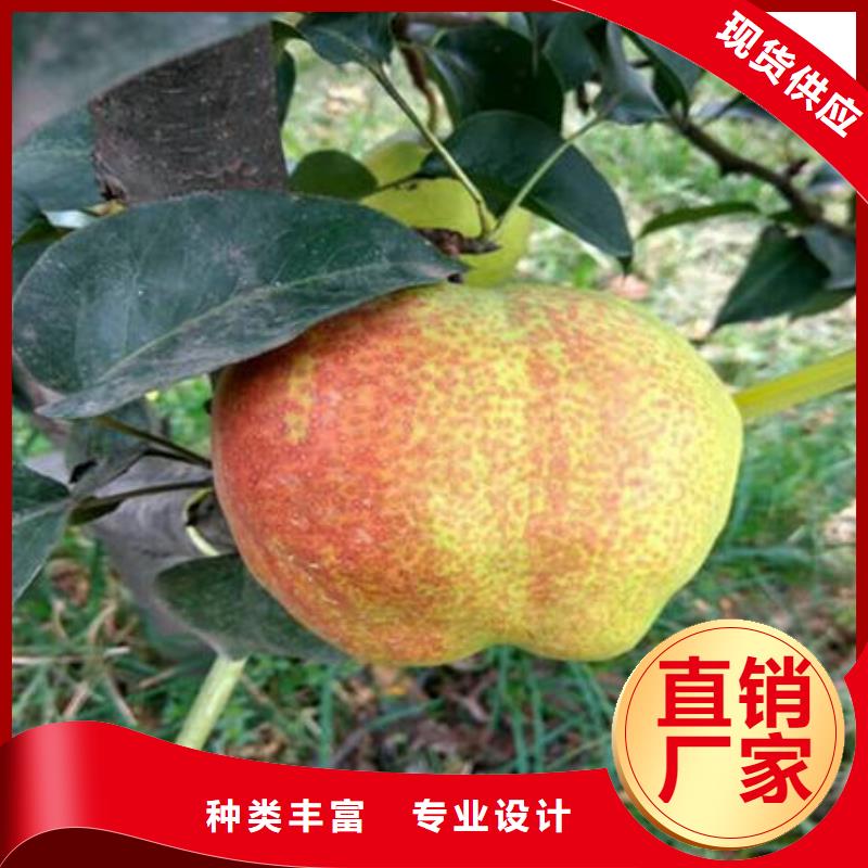 梨樹苗大品牌