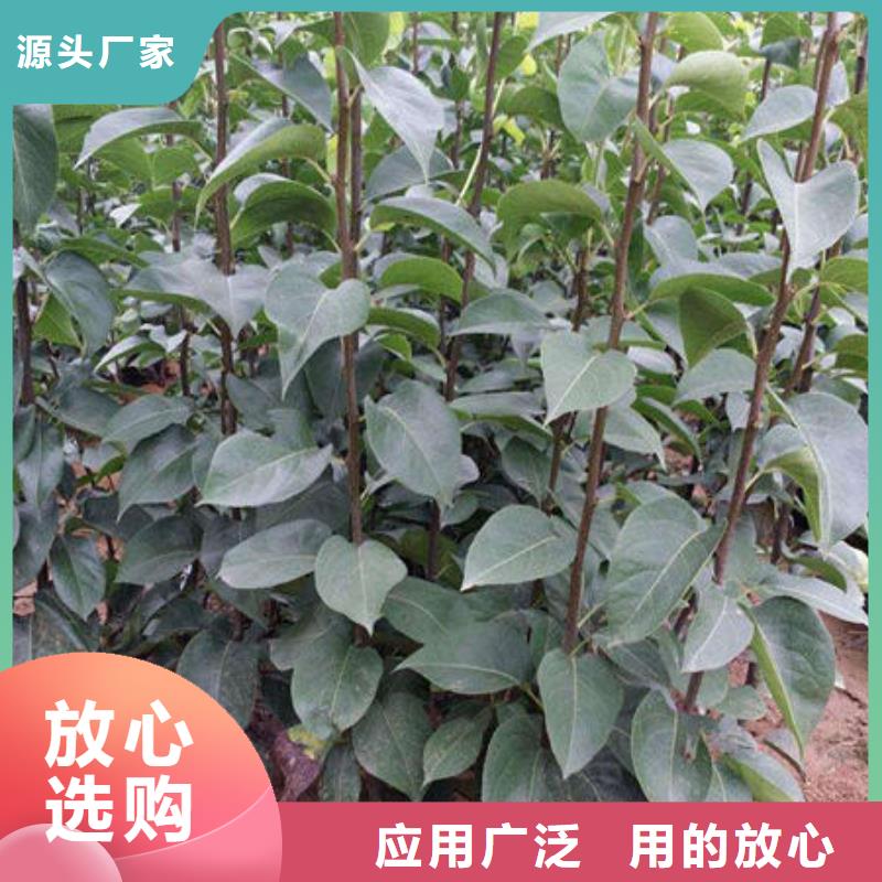 梨樹苗全國供應廠家