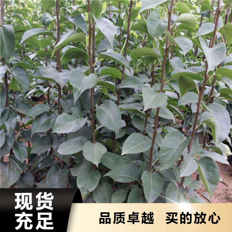 梨树苗价格从优