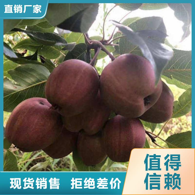 梨樹苗廠家