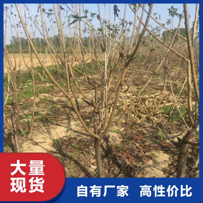 樱桃苗厂家-认准泰源苗木基地