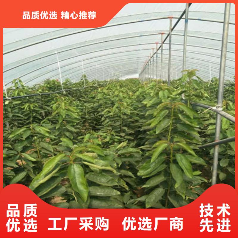 黄蜜樱桃树苗品种大全