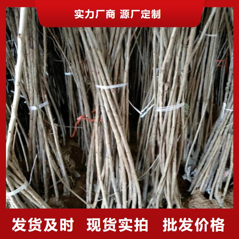櫻桃苗工藝精致