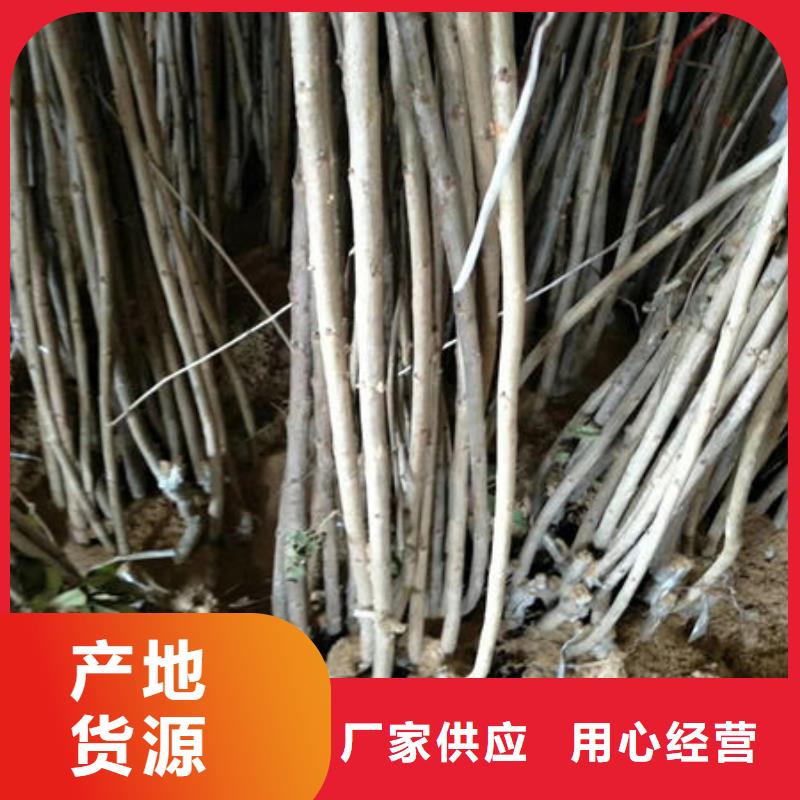 櫻桃苗【優惠促銷】