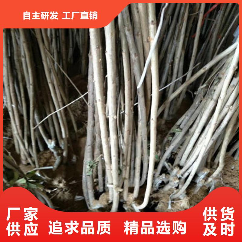 樱桃苗定做-樱桃苗厂