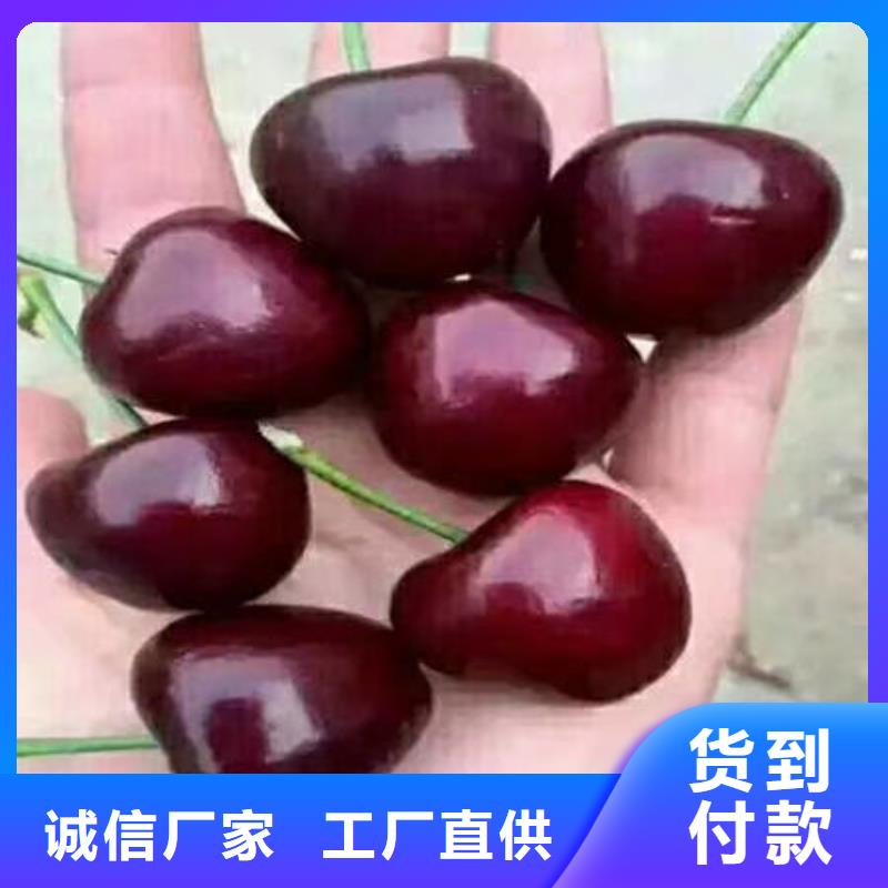 生產櫻桃苗_優質廠家