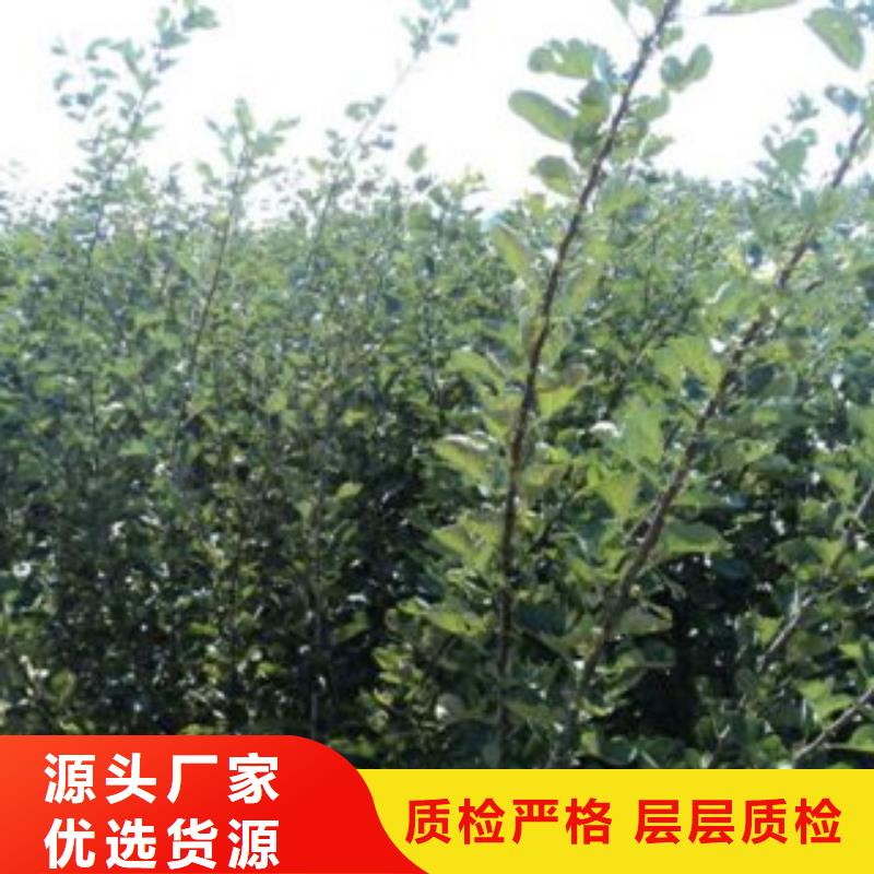 山楂樹苗公司介紹