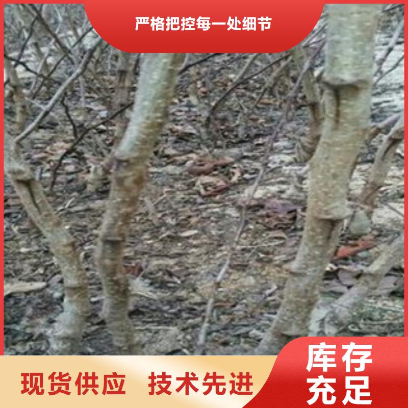 专注制造山楂树苗厂家