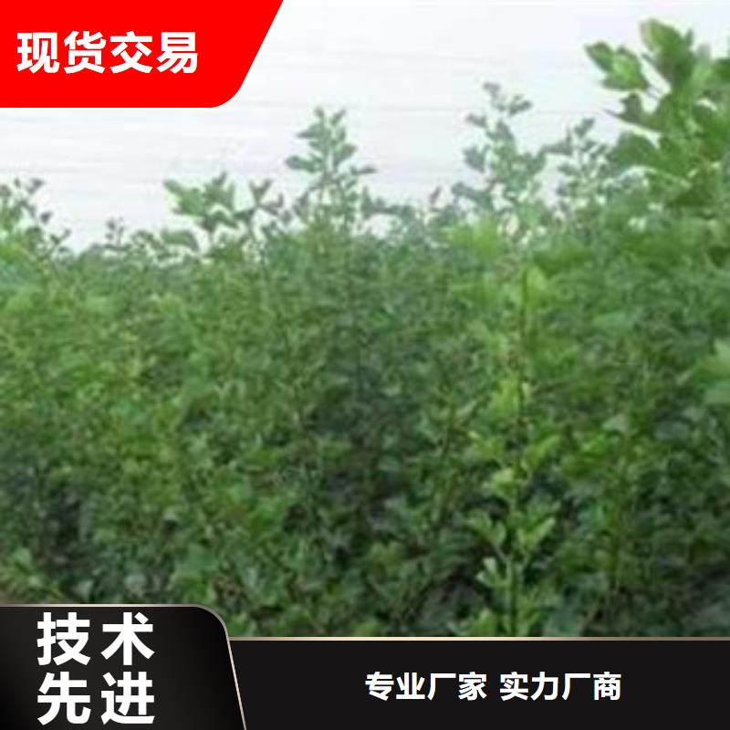 本地山楂樹苗廠家