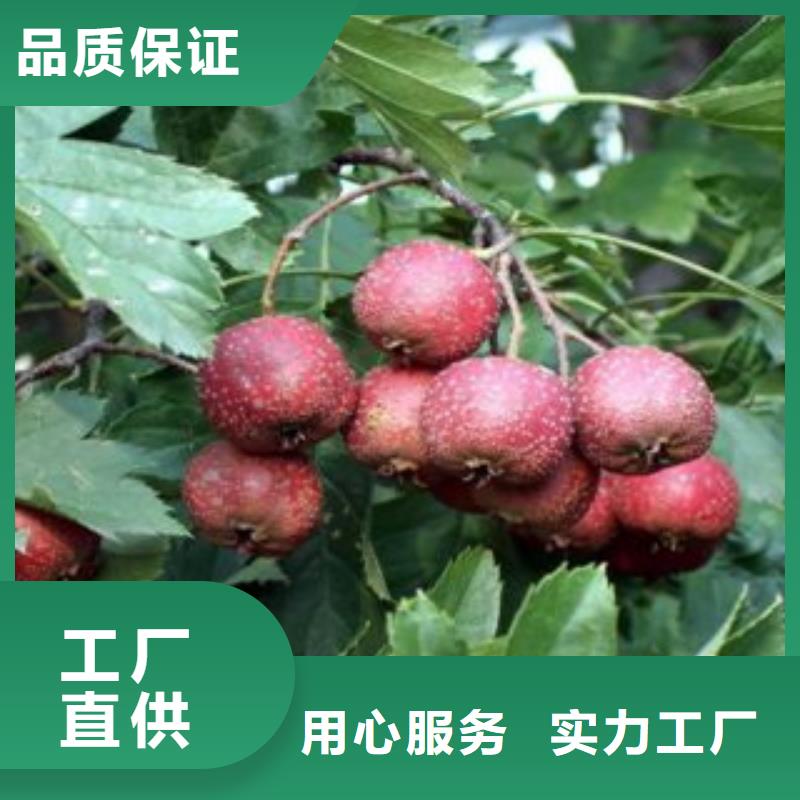 优选：山楂树苗供货商