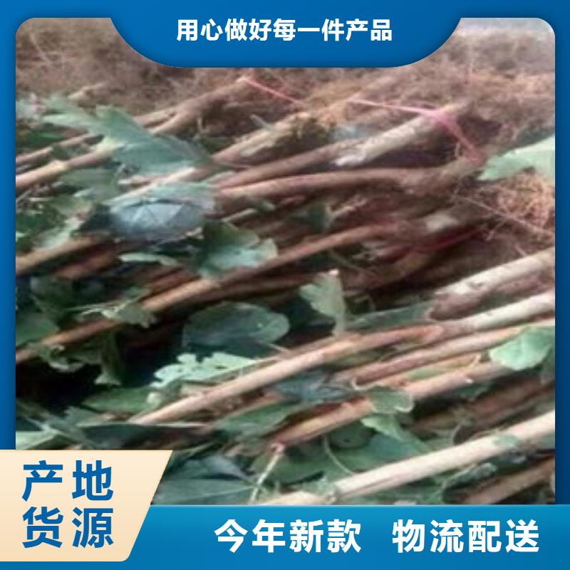 山楂樹苗-只做精品