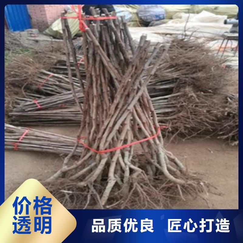 山楂樹(shù)苗|品質(zhì)好的山楂樹(shù)苗廠家