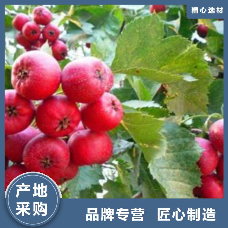 供應山楂樹苗的經銷商