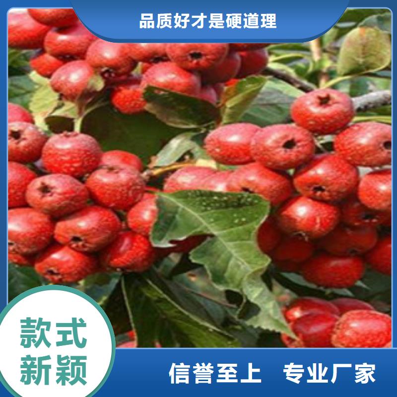 高品質(zhì)山楂樹苗廠商