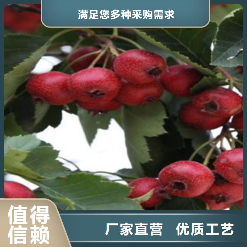 山楂樹苗廠家特惠