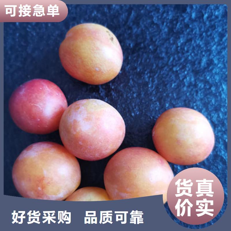 实力雄厚的李子树苗生产厂家