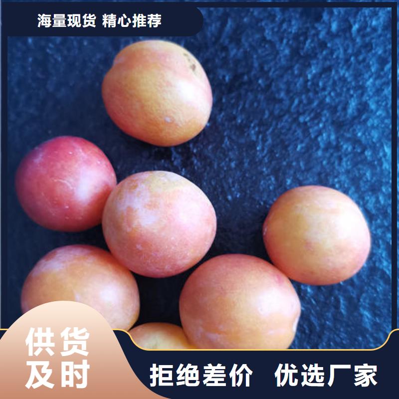 李子樹(shù)苗廠家批發(fā)