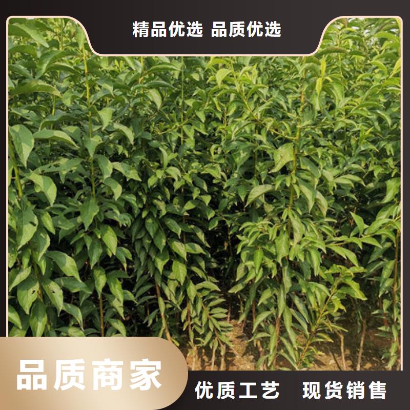 批發李子樹苗_實力廠家