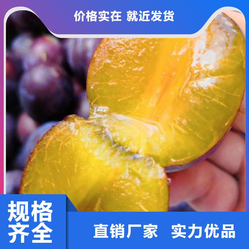 李子樹苗2025暢銷新品