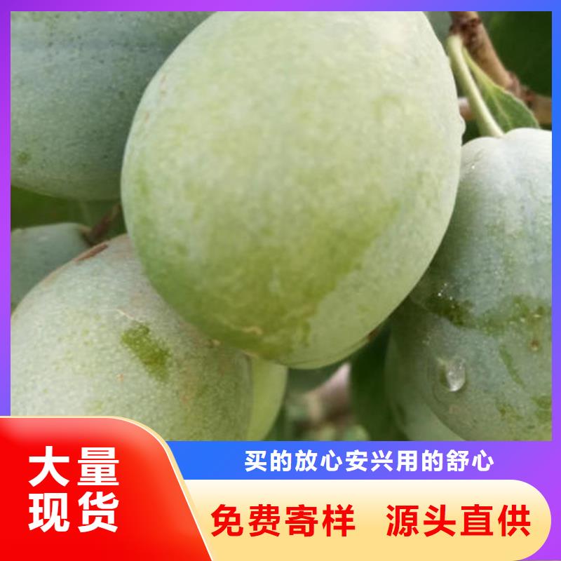 李子樹苗銷售廠家