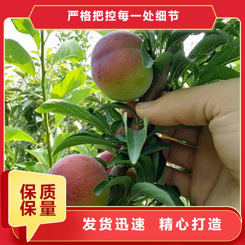 規格全的李子樹苗現貨廠家