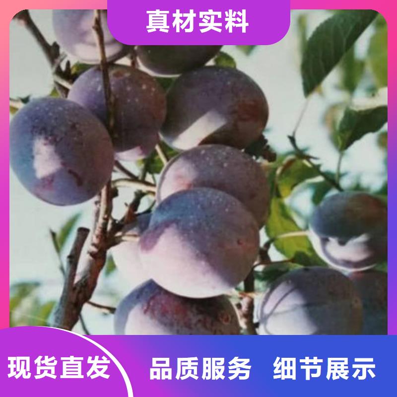 李子樹苗可按需定制