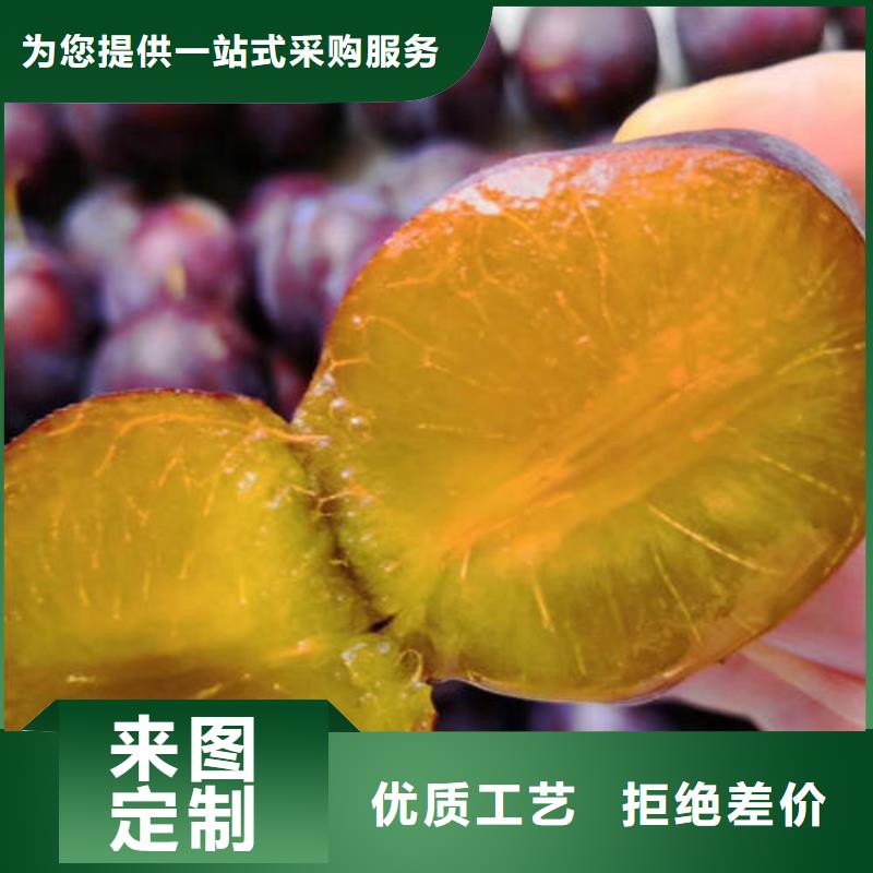 資訊：李子樹苗生產廠家
