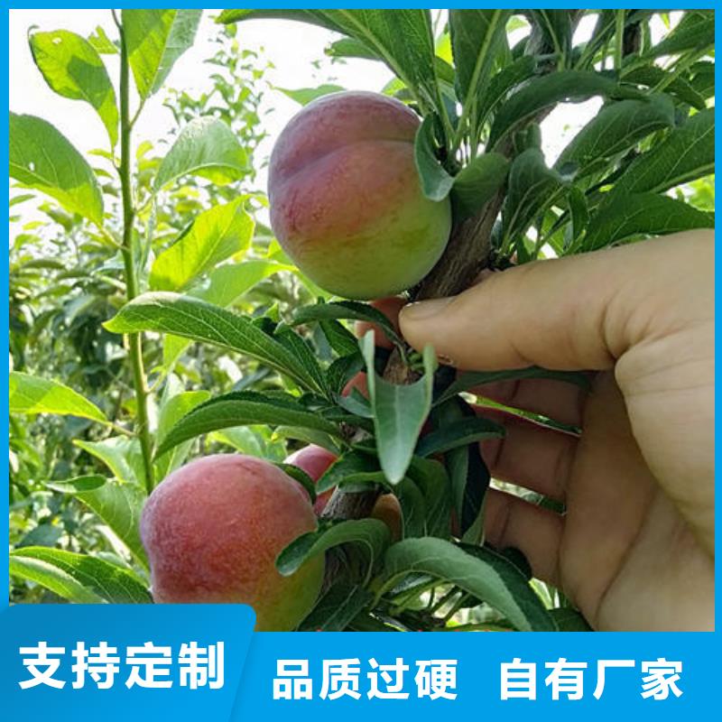 李子樹苗2025暢銷新品