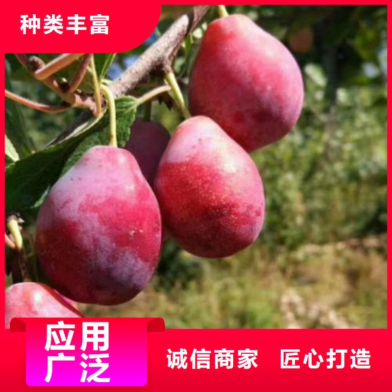李子樹苗支持定制-這里有您想要的