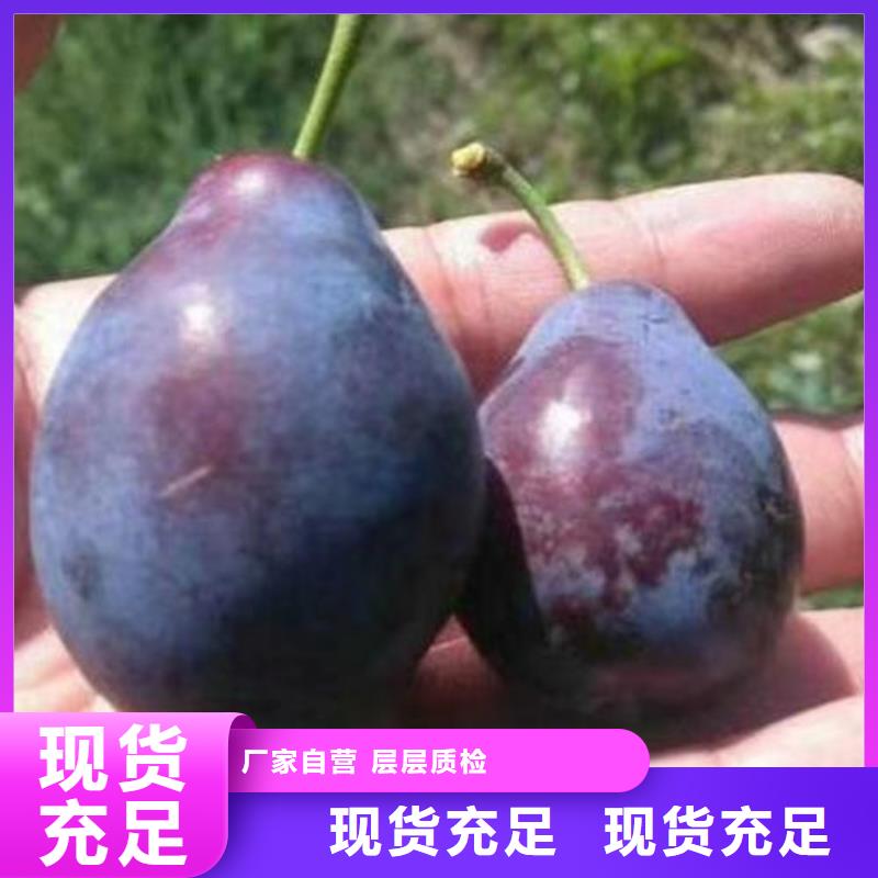 李子树苗加工定制