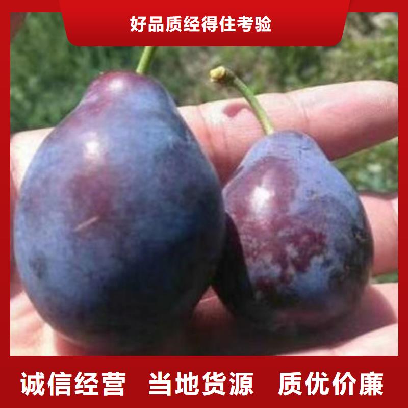庫(kù)存充足的李子樹(shù)苗公司