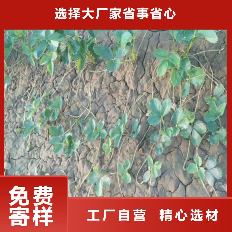 生产草莓苗_诚信企业生