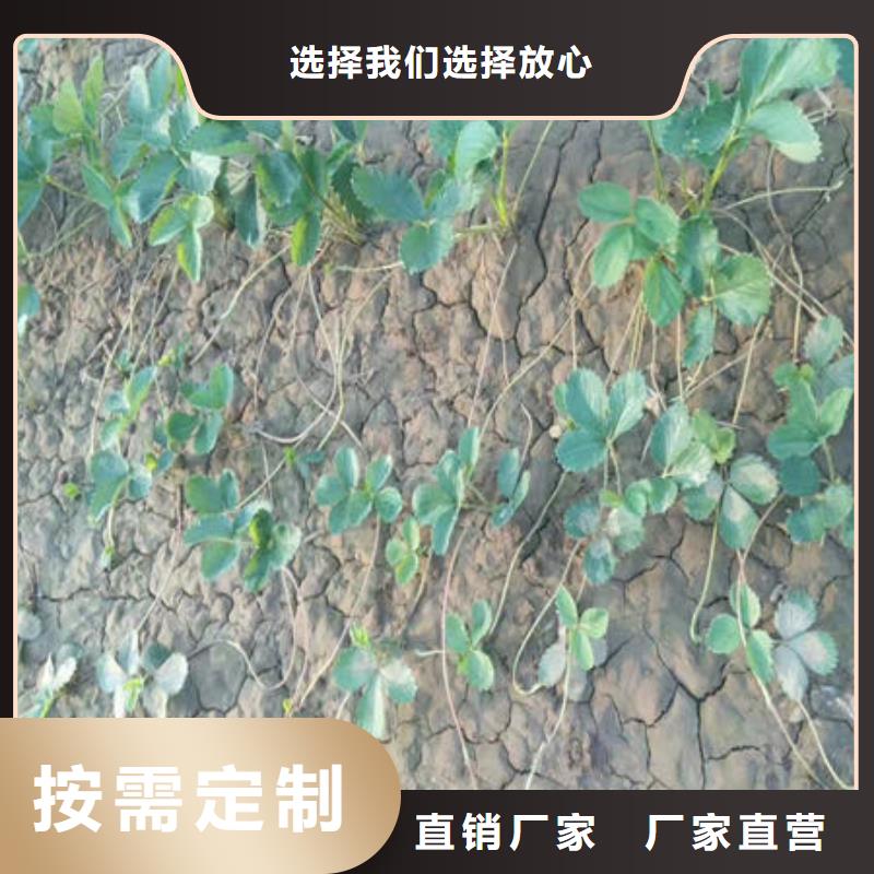 優(yōu)質(zhì)草莓苗的當(dāng)?shù)貜S家