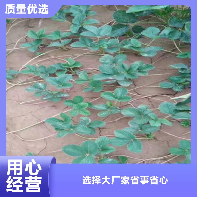 草莓苗廠家量大優惠