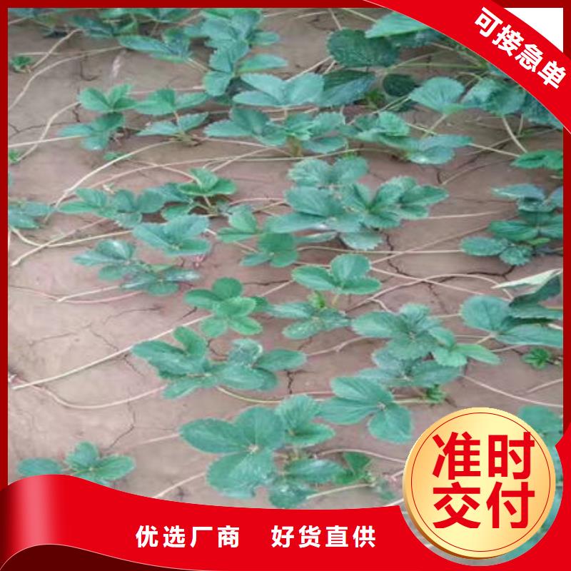 #草莓苗#-廠家直銷